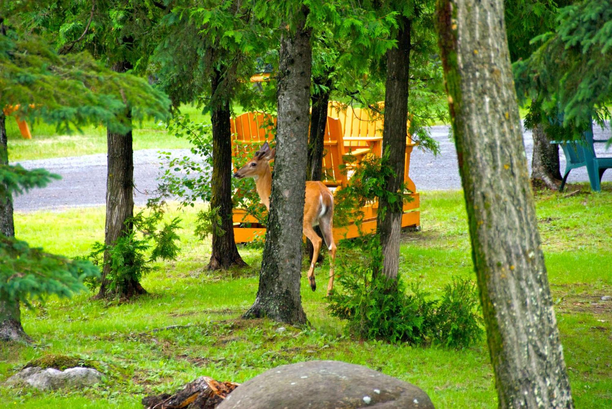 Motel Des Cascades Baie-Saint-Paul Buitenkant foto